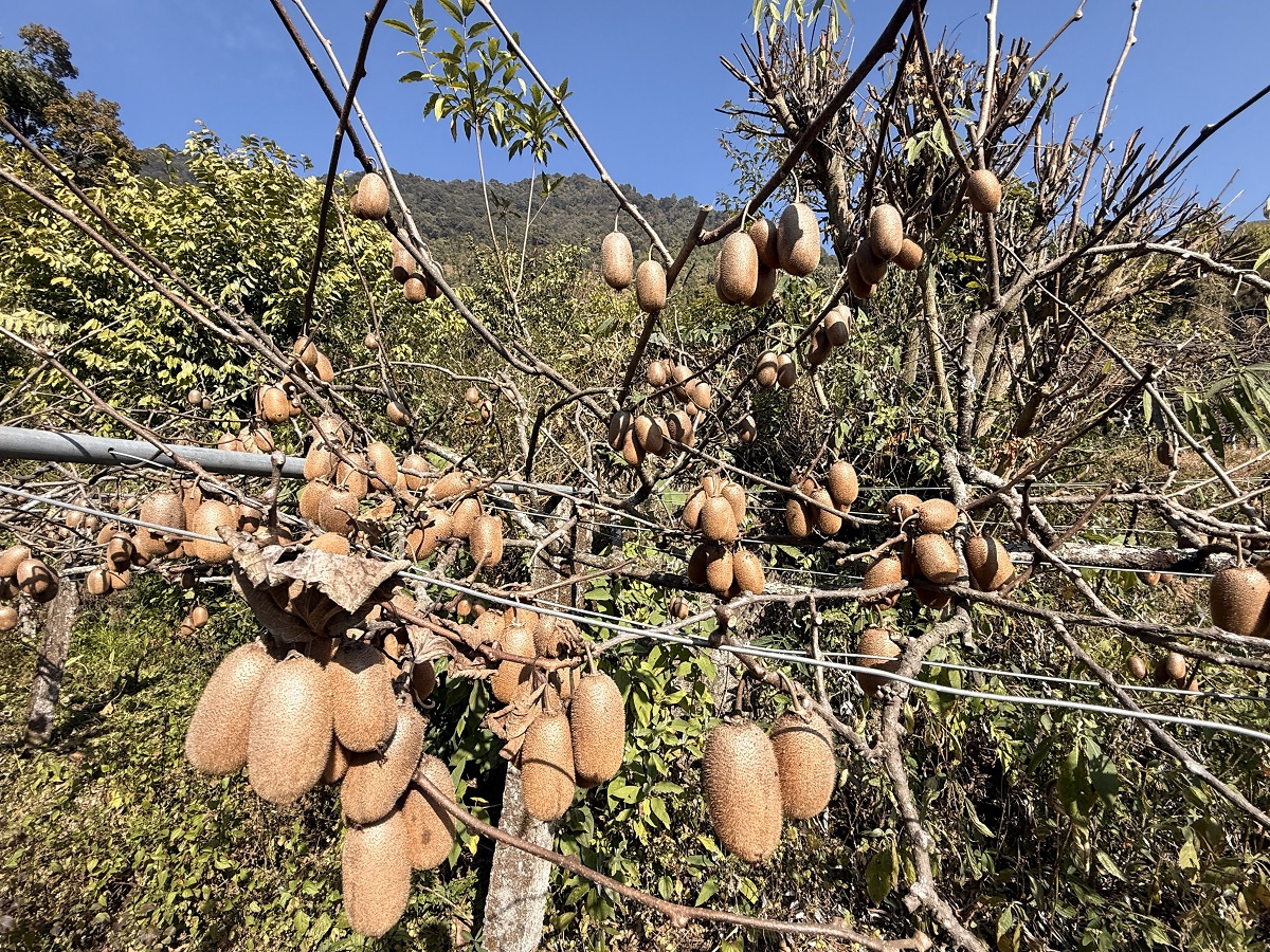 पाखा बारीमा हरियो सपना: गुल्मीको भार्सेमा फस्टाउँदै किबीखेती