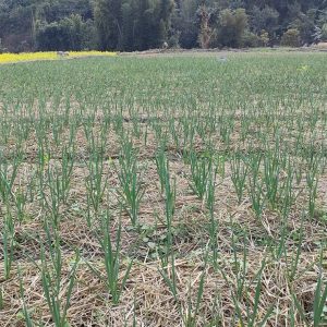 ४०० रोपनीमा लसुन–प्याज खेती, युवाको आकर्षण बढ्दै