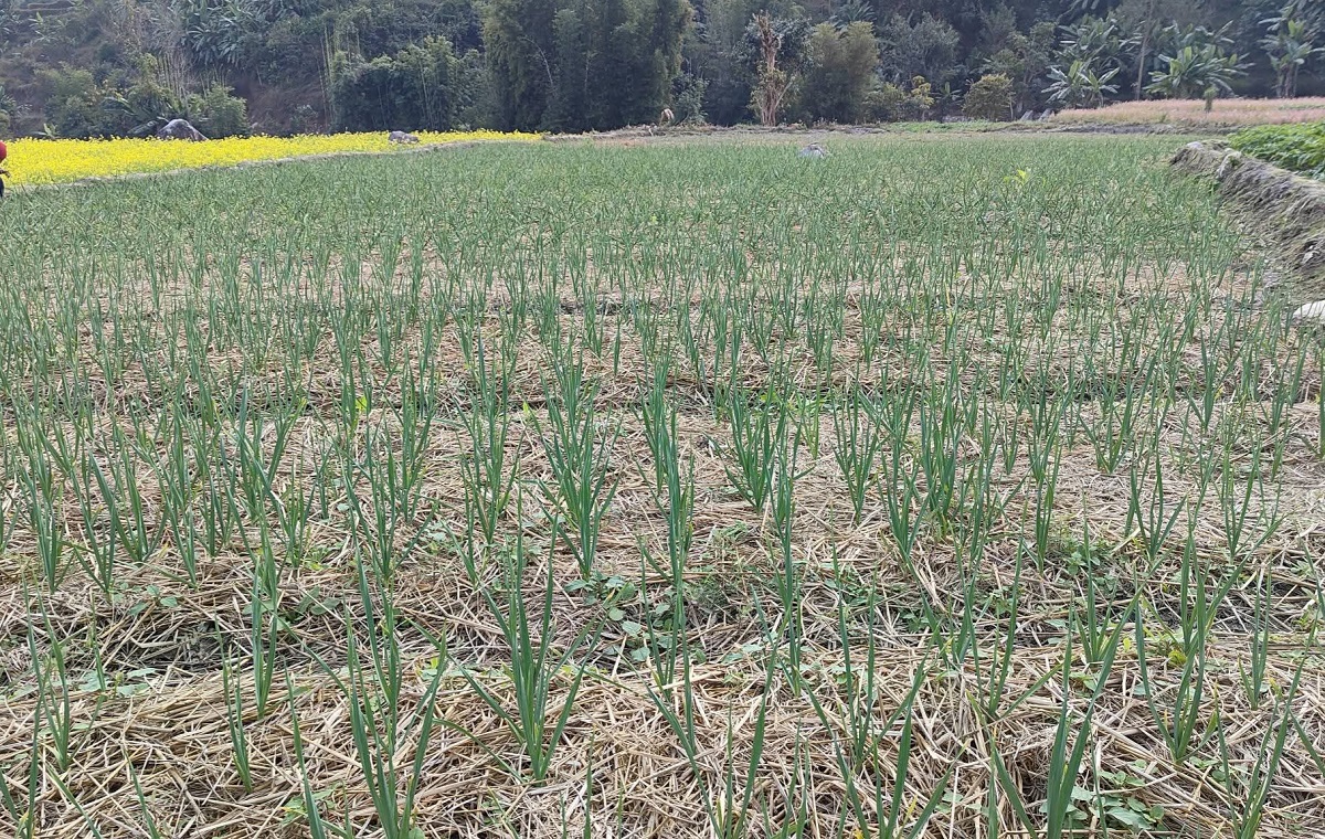 ४०० रोपनीमा लसुन–प्याज खेती, युवाको आकर्षण बढ्दै