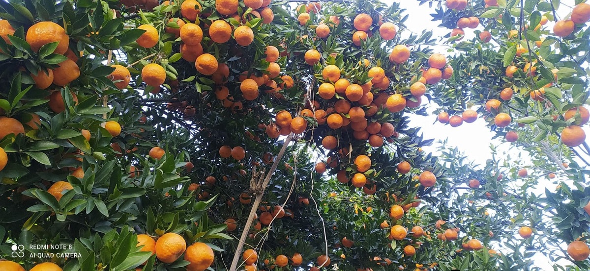 यस वर्ष पर्वतबाट ३२ करोडको सुन्तला निर्यात