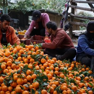 किसानले माघ लागेपछि बल्ल सुन्तला टिप्न थाले