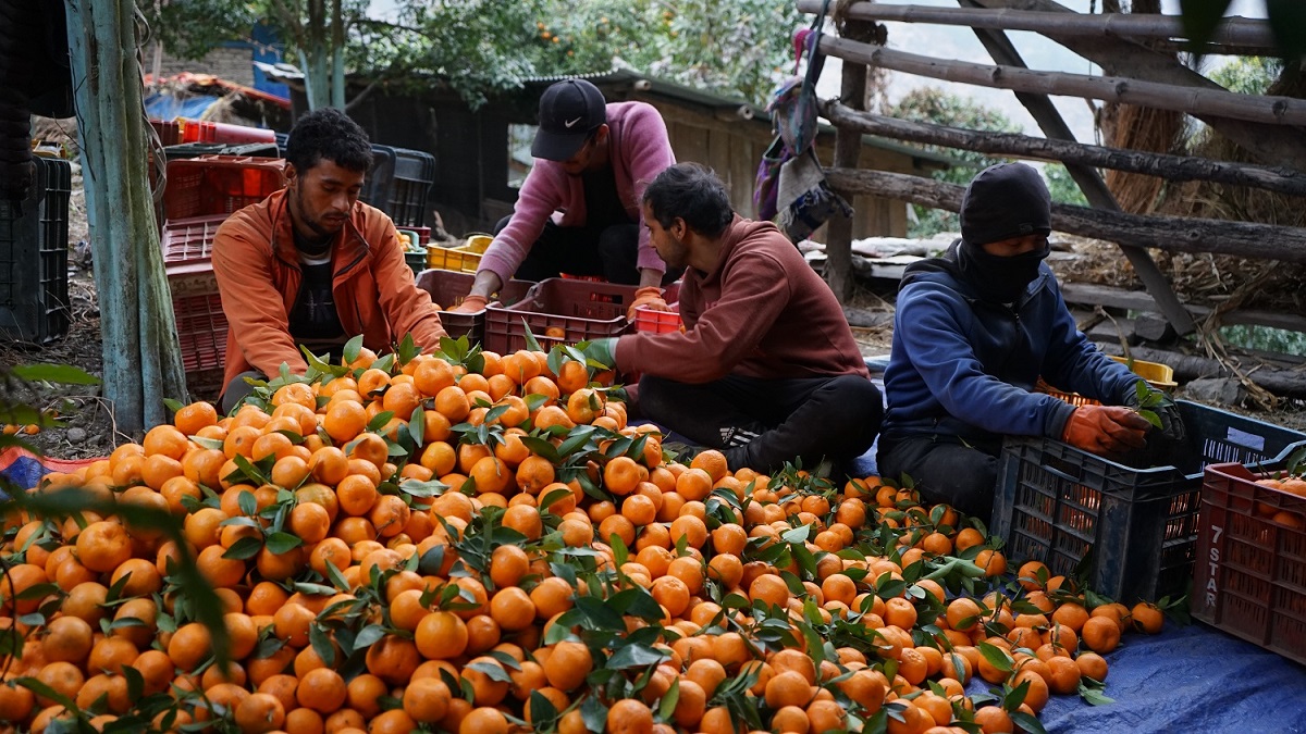 किसानले माघ लागेपछि बल्ल सुन्तला टिप्न थाले